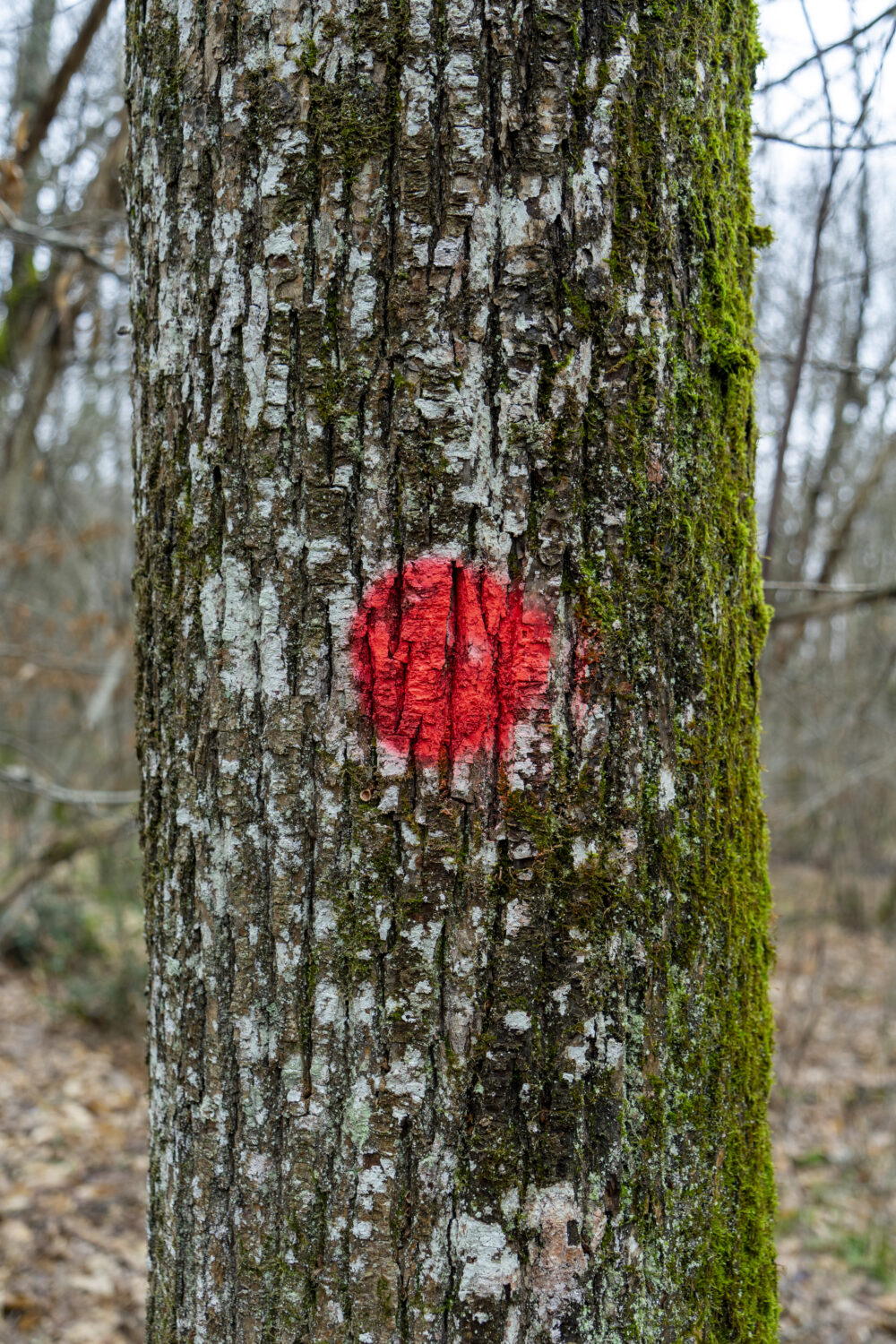 Les Loges Lesseps - Forall Studio