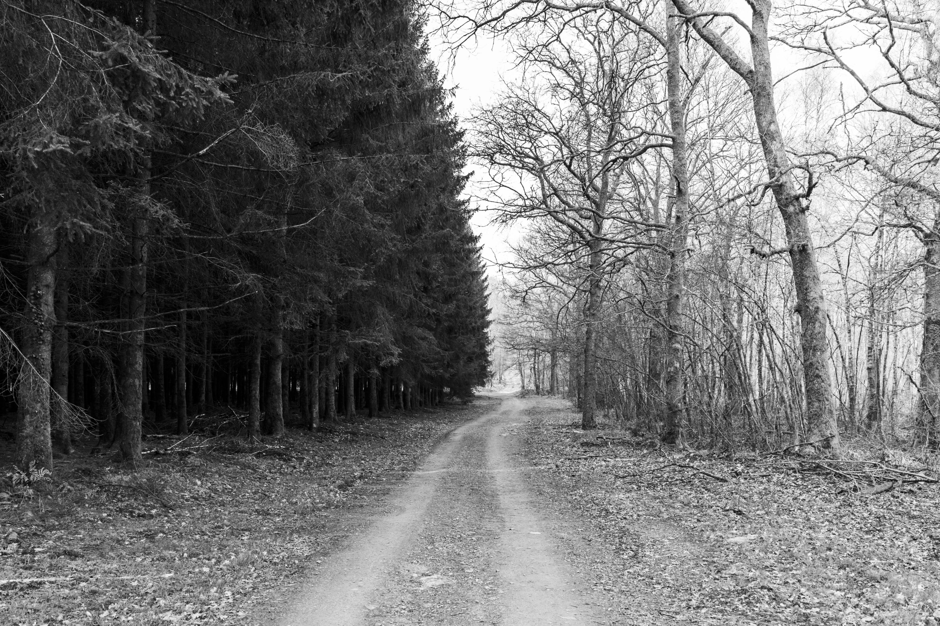 Les Forêts du Grand Est face aux changements climatiques - Forall Studio