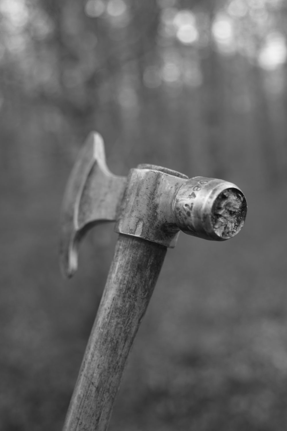 Les Forêts du Grand Est face aux changements climatiques - Forall Studio